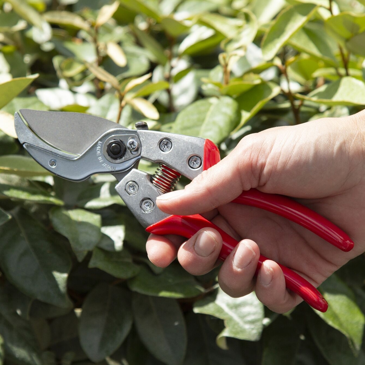 TIJERA PROFESIONAL PARA PODA TIPO YUNKE DE 20 CMS ARS - Imagen 5